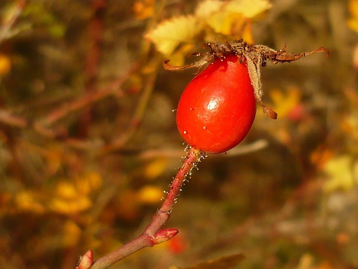 Rosa micrantha (Rosaceae)